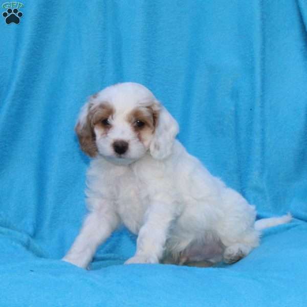 Smudge, Cockapoo Puppy